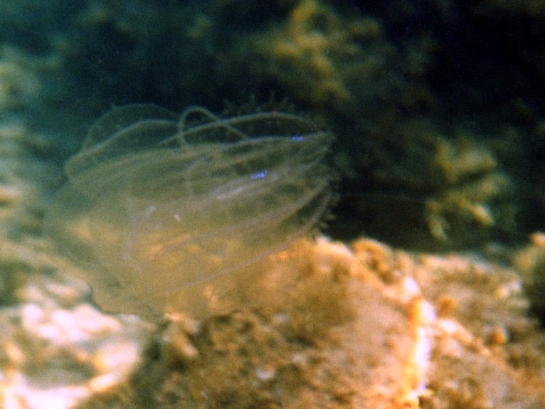 Leucothea multicornis